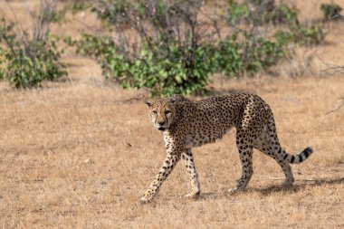 Kenya bozkırında çita