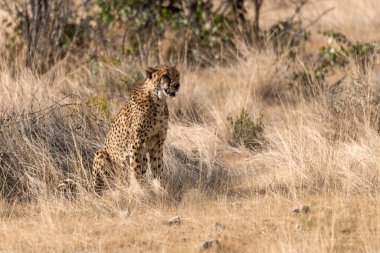 a cheetah stands in grass looking at camera.