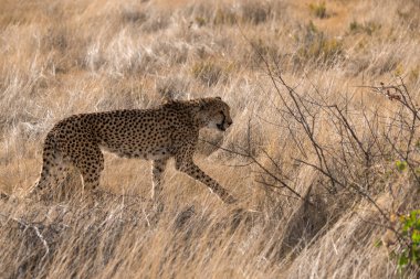beautiful wild cheetah in the savannah