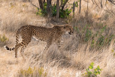 cheetah walks through the grass