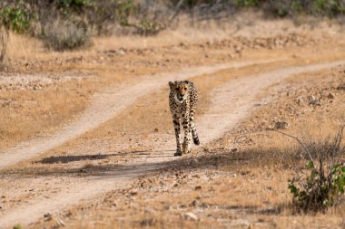 cheetah walking towards camera in kruger national park, south africa.