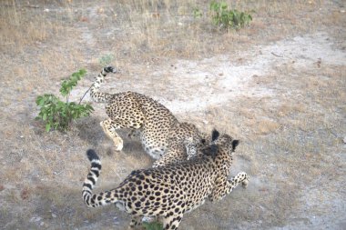 Hayvanat bahçesindeki leopar