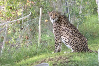Hayvanat bahçesinde bir çita