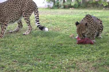 Group of cheetah cubs (Acinonyx jubatus) photographed in the African savanna. The young wild cats show their playful and curious behavior, with fluffy fur and distinctive spots. Ideal image for wildlife, safari, conservation