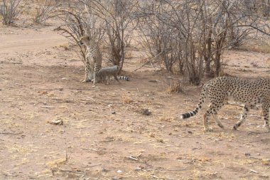 Group of cheetah cubs (Acinonyx jubatus) photographed in the African savanna. The young wild cats show their playful and curious behavior, with fluffy fur and distinctive spots. Ideal image for wildlife, safari, conservation
