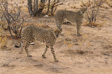 Group of cheetah cubs (Acinonyx jubatus) photographed in the African savanna. The young wild cats show their playful and curious behavior, with fluffy fur and distinctive spots. Ideal image for wildlife, safari, conservation