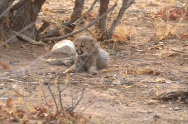 Group of cheetah cubs (Acinonyx jubatus) photographed in the African savanna. The young wild cats show their playful and curious behavior, with fluffy fur and distinctive spots. Ideal image for wildlife, safari, conservation