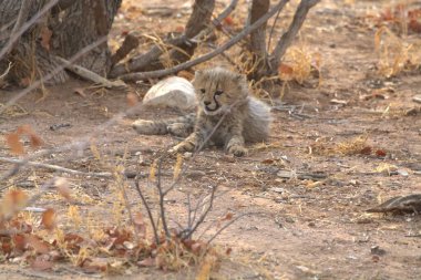 Group of cheetah cubs (Acinonyx jubatus) photographed in the African savanna. The young wild cats show their playful and curious behavior, with fluffy fur and distinctive spots. Ideal image for wildlife, safari, conservation