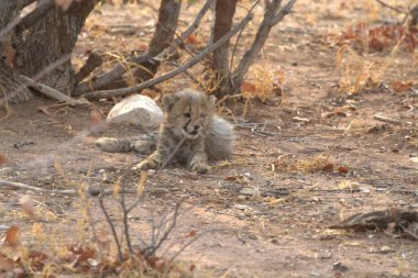 Group of cheetah cubs (Acinonyx jubatus) photographed in the African savanna. The young wild cats show their playful and curious behavior, with fluffy fur and distinctive spots. Ideal image for wildlife, safari, conservation