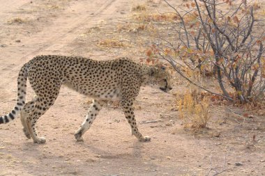 Group of cheetah cubs (Acinonyx jubatus) photographed in the African savanna. The young wild cats show their playful and curious behavior, with fluffy fur and distinctive spots. Ideal image for wildlife, safari, conservation