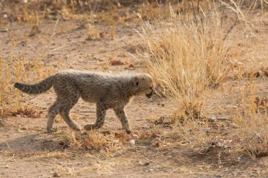 Group of cheetah cubs (Acinonyx jubatus) photographed in the African savanna. The young wild cats show their playful and curious behavior, with fluffy fur and distinctive spots. Ideal image for wildlife, safari, conservation