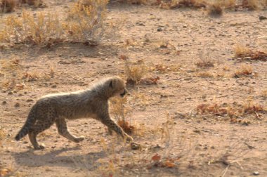 Group of cheetah cubs (Acinonyx jubatus) photographed in the African savanna. The young wild cats show their playful and curious behavior, with fluffy fur and distinctive spots. Ideal image for wildlife, safari, conservation