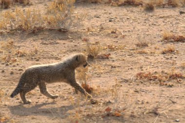 Group of cheetah cubs (Acinonyx jubatus) photographed in the African savanna. The young wild cats show their playful and curious behavior, with fluffy fur and distinctive spots. Ideal image for wildlife, safari, conservation