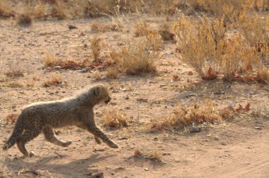 Group of cheetah cubs (Acinonyx jubatus) photographed in the African savanna. The young wild cats show their playful and curious behavior, with fluffy fur and distinctive spots. Ideal image for wildlife, safari, conservation