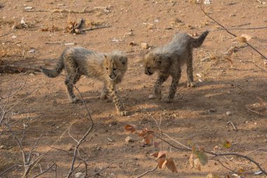 Group of cheetah cubs (Acinonyx jubatus) photographed in the African savanna. The young wild cats show their playful and curious behavior, with fluffy fur and distinctive spots. Ideal image for wildlife, safari, conservation