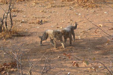Group of cheetah cubs (Acinonyx jubatus) photographed in the African savanna. The young wild cats show their playful and curious behavior, with fluffy fur and distinctive spots. Ideal image for wildlife, safari, conservation