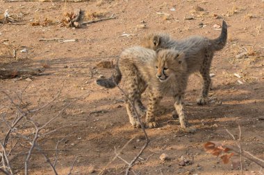 Group of cheetah cubs (Acinonyx jubatus) photographed in the African savanna. The young wild cats show their playful and curious behavior, with fluffy fur and distinctive spots. Ideal image for wildlife, safari, conservation