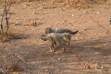 Group of cheetah cubs (Acinonyx jubatus) photographed in the African savanna. The young wild cats show their playful and curious behavior, with fluffy fur and distinctive spots. Ideal image for wildlife, safari, conservation