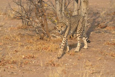 Group of cheetah cubs (Acinonyx jubatus) photographed in the African savanna. The young wild cats show their playful and curious behavior, with fluffy fur and distinctive spots. Ideal image for wildlife, safari, conservation