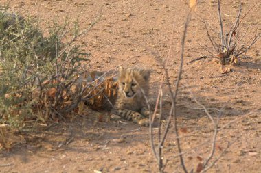 Group of cheetah cubs (Acinonyx jubatus) photographed in the African savanna. The young wild cats show their playful and curious behavior, with fluffy fur and distinctive spots. Ideal image for wildlife, safari, conservation