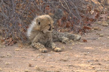 Group of cheetah cubs (Acinonyx jubatus) photographed in the African savanna. The young wild cats show their playful and curious behavior, with fluffy fur and distinctive spots. Ideal image for wildlife, safari, conservation