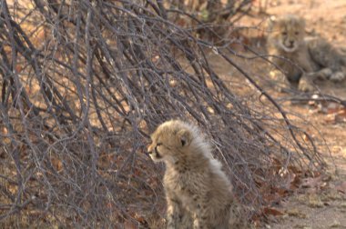 Group of cheetah cubs (Acinonyx jubatus) photographed in the African savanna. The young wild cats show their playful and curious behavior, with fluffy fur and distinctive spots. Ideal image for wildlife, safari, conservation