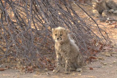 Group of cheetah cubs (Acinonyx jubatus) photographed in the African savanna. The young wild cats show their playful and curious behavior, with fluffy fur and distinctive spots. Ideal image for wildlife, safari, conservation