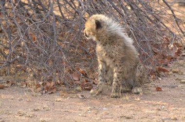 Group of cheetah cubs (Acinonyx jubatus) photographed in the African savanna. The young wild cats show their playful and curious behavior, with fluffy fur and distinctive spots. Ideal image for wildlife, safari, conservation