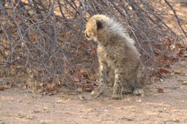 Group of cheetah cubs (Acinonyx jubatus) photographed in the African savanna. The young wild cats show their playful and curious behavior, with fluffy fur and distinctive spots. Ideal image for wildlife, safari, conservation