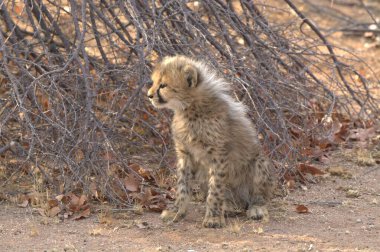 Group of cheetah cubs (Acinonyx jubatus) photographed in the African savanna. The young wild cats show their playful and curious behavior, with fluffy fur and distinctive spots. Ideal image for wildlife, safari, conservation