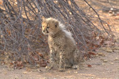 Group of cheetah cubs (Acinonyx jubatus) photographed in the African savanna. The young wild cats show their playful and curious behavior, with fluffy fur and distinctive spots. Ideal image for wildlife, safari, conservation
