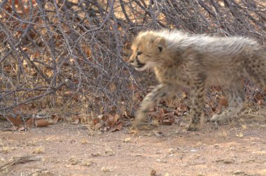 Group of cheetah cubs (Acinonyx jubatus) photographed in the African savanna. The young wild cats show their playful and curious behavior, with fluffy fur and distinctive spots. Ideal image for wildlife, safari, conservation