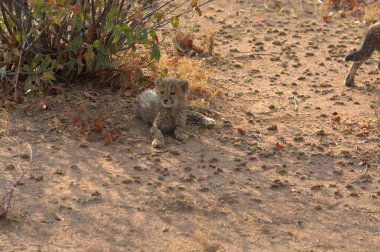 Group of cheetah cubs (Acinonyx jubatus) photographed in the African savanna. The young wild cats show their playful and curious behavior, with fluffy fur and distinctive spots. Ideal image for wildlife, safari, conservation