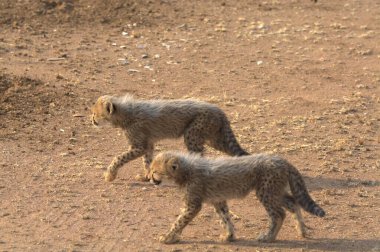 Group of cheetah cubs (Acinonyx jubatus) photographed in the African savanna. The young wild cats show their playful and curious behavior, with fluffy fur and distinctive spots. Ideal image for wildlife, safari, conservation