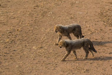 Group of cheetah cubs (Acinonyx jubatus) photographed in the African savanna. The young wild cats show their playful and curious behavior, with fluffy fur and distinctive spots. Ideal image for wildlife, safari, conservation