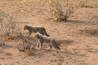 Group of cheetah cubs (Acinonyx jubatus) photographed in the African savanna. The young wild cats show their playful and curious behavior, with fluffy fur and distinctive spots. Ideal image for wildlife, safari, conservation