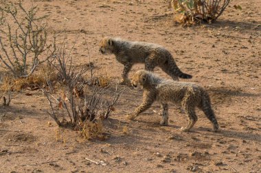 Wild cheetah (Acinonyx jubatus) photographed in its natural habitat. Known as the fastest land animal, this African big cat is shown in the savanna with its spotted fur and elegant body. Perfect for themes of wildlife, speed, predator,and Africa