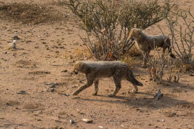 Wild cheetah (Acinonyx jubatus) photographed in its natural habitat. Known as the fastest land animal, this African big cat is shown in the savanna with its spotted fur and elegant body. Perfect for themes of wildlife, speed, predator,and Africa