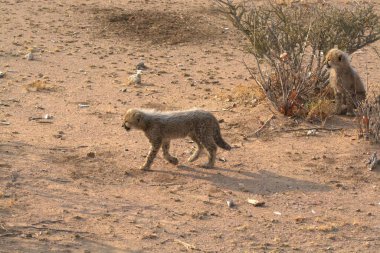 Wild cheetah (Acinonyx jubatus) photographed in its natural habitat. Known as the fastest land animal, this African big cat is shown in the savanna with its spotted fur and elegant body. Perfect for themes of wildlife, speed, predator,and Africa