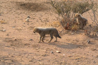 Wild cheetah (Acinonyx jubatus) photographed in its natural habitat. Known as the fastest land animal, this African big cat is shown in the savanna with its spotted fur and elegant body. Perfect for themes of wildlife, speed, predator,and Africa