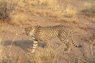 Wild cheetah (Acinonyx jubatus) photographed in its natural habitat. Known as the fastest land animal, this African big cat is shown in the savanna with its spotted fur and elegant body. Perfect for themes of wildlife, speed, predator,and Africa