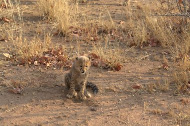 Wild cheetah (Acinonyx jubatus) photographed in its natural habitat. Known as the fastest land animal, this African big cat is shown in the savanna with its spotted fur and elegant body. Perfect for themes of wildlife, speed, predator,and Africa