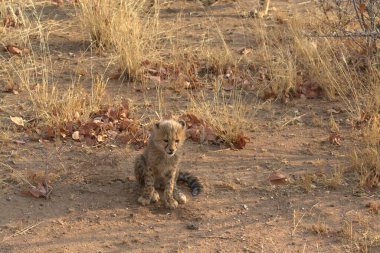 Wild cheetah (Acinonyx jubatus) photographed in its natural habitat. Known as the fastest land animal, this African big cat is shown in the savanna with its spotted fur and elegant body. Perfect for themes of wildlife, speed, predator,and Africa
