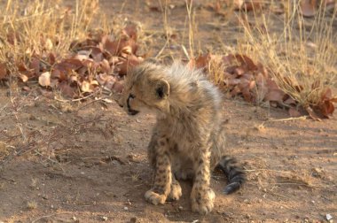 Wild cheetah (Acinonyx jubatus) photographed in its natural habitat. Known as the fastest land animal, this African big cat is shown in the savanna with its spotted fur and elegant body. Perfect for themes of wildlife, speed, predator,and Africa