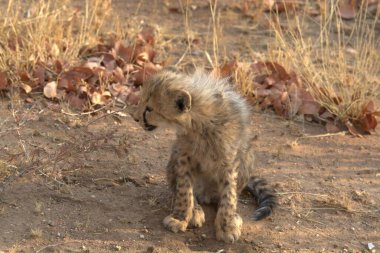 Wild cheetah (Acinonyx jubatus) photographed in its natural habitat. Known as the fastest land animal, this African big cat is shown in the savanna with its spotted fur and elegant body. Perfect for themes of wildlife, speed, predator,and Africa