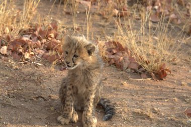 Wild cheetah (Acinonyx jubatus) photographed in its natural habitat. Known as the fastest land animal, this African big cat is shown in the savanna with its spotted fur and elegant body. Perfect for themes of wildlife, speed, predator,and Africa