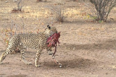 Wild cheetah (Acinonyx jubatus) photographed in its natural habitat. Known as the fastest land animal, this African big cat is shown in the savanna with its spotted fur and elegant body. Perfect for themes of wildlife, speed, predator,and Africa
