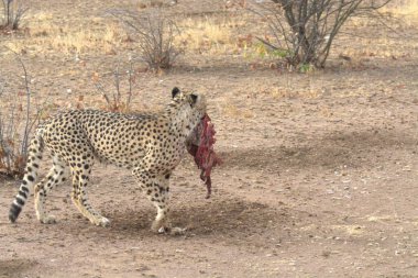 Wild cheetah (Acinonyx jubatus) photographed in its natural habitat. Known as the fastest land animal, this African big cat is shown in the savanna with its spotted fur and elegant body. Perfect for themes of wildlife, speed, predator,and Africa