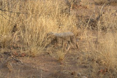 Wild cheetah (Acinonyx jubatus) photographed in its natural habitat. Known as the fastest land animal, this African big cat is shown in the savanna with its spotted fur and elegant body. Perfect for themes of wildlife, speed, predator,and Africa