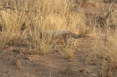 Wild cheetah (Acinonyx jubatus) photographed in its natural habitat. Known as the fastest land animal, this African big cat is shown in the savanna with its spotted fur and elegant body. Perfect for themes of wildlife, speed, predator,and Africa